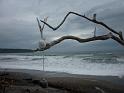 New_Zealand (443)